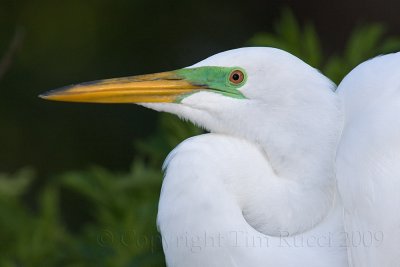 40d-6014c  - Great Egret