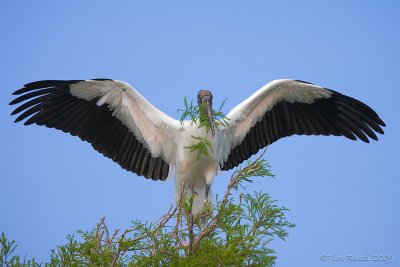 63594 - Wood Stork