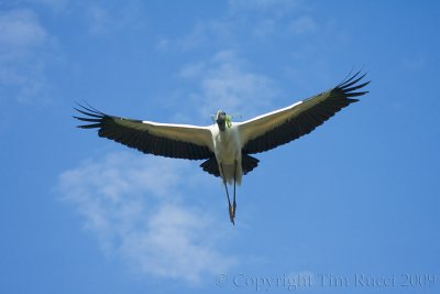 63614 - Wood Stork