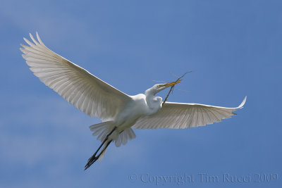 63654 - Great Egret