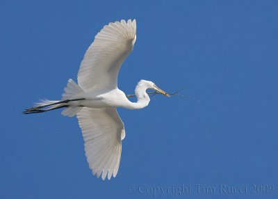 63655c - Great Egret