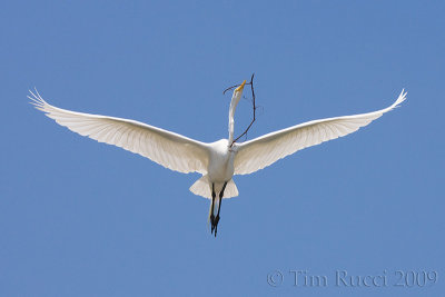 66631c - Great Egret flight #5