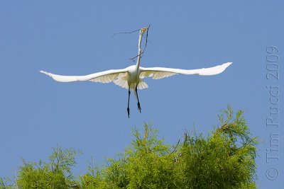 66628c - Great Egret flight #2