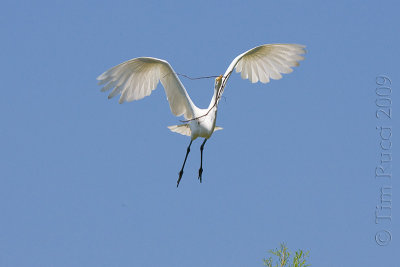 66629c - Great Egret flight #3