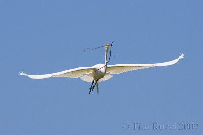 66630c - Great Egret flight #4
