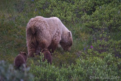 70808  - Grizzly sow with cubs