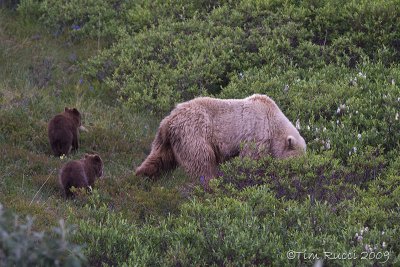 70811  - Grizzly sow with cubs