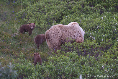 70813   - Grizzly sow with cubs