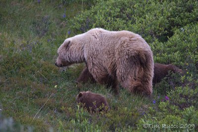 70816   - Grizzly sow with cubs