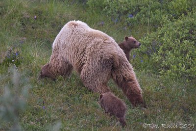 70819 - Grizzly sow with cubs