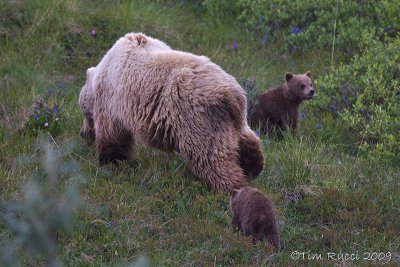 70820c  - Grizzly sow with cubs