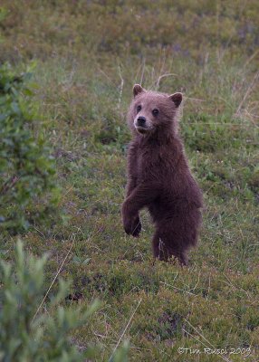 70849  - Grizzly Cub