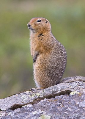 68374c - Arctic Ground Squirrel