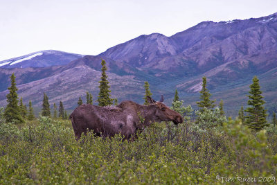67051  - Moose yearling