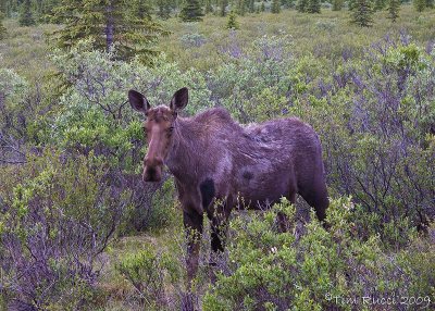 67035 - Moose yearling