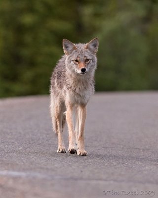 40d-7081c  -  Coyote