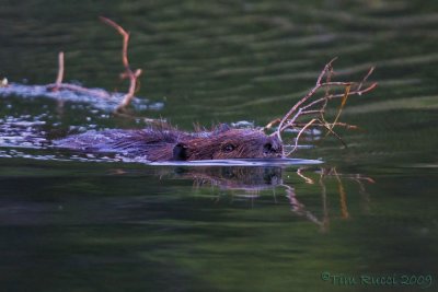 40d-7153  - Beaver with branch