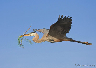 42991c - Great Blue Heron