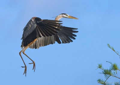 43003c - Great Blue Heron #4 of 5