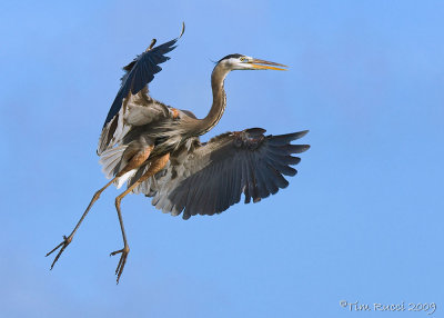 42998c - Great Blue Heron #1 of 5