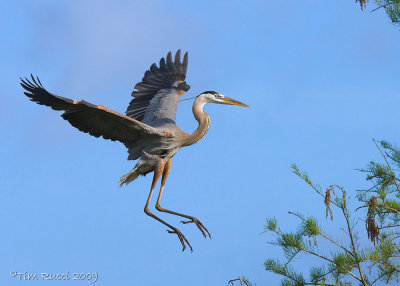 43004c - Great Blue Heron #5 of 5