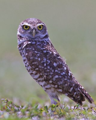 43156c  - Burrowing Owl