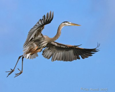 43000c  -  Great Blue Heron