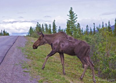 67058 - Moose crossing