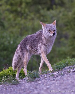 40d-7069c - Coyote