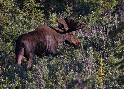 40d-7183 - Bull Moose