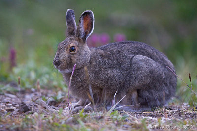 67935  -  Snowshoe Hare