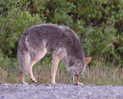40d-7086  - Coyote