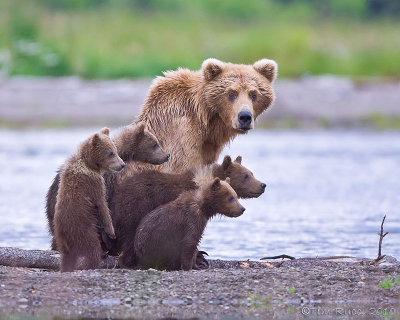 88061 - Grizzly Sow with 4 Cubs