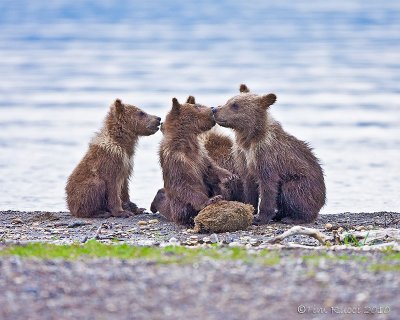 88009 - Grizzly Cubs
