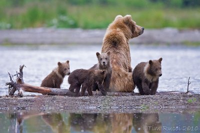 88076 - Sow with cubs