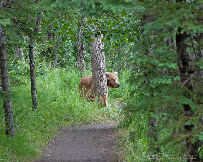 40-11700 - Bear on the trail