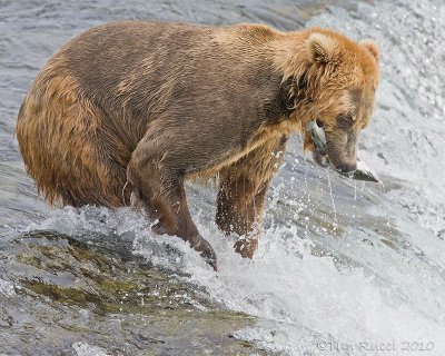 85957 - Bear catching salmon