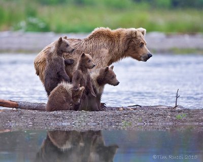 88057 - Sow with 4 cubs