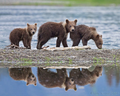 87945 - Cubs on the beach