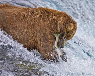 88286c - bear catching salmon