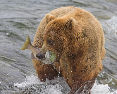86448 - Bear catching salmon