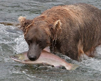 40-12494 - Bear catching salmon