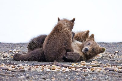 88516 - Playful Cubs