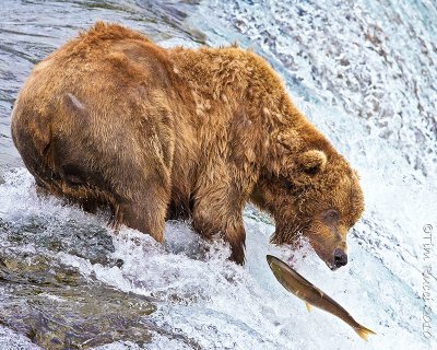 87532 - Bear catching salmon