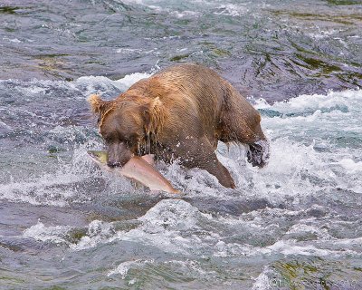 40-12486 - Bear catching salmon