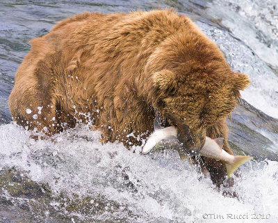 87499  - Bear catching salmon