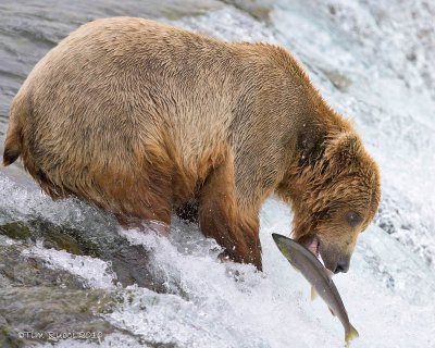 86737  - Bear catching salmon
