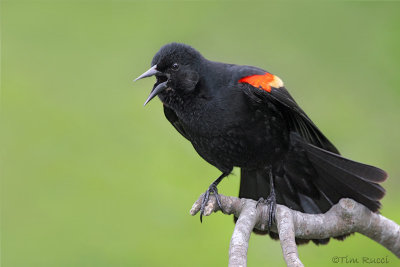 09369 - Red Wing Blackbird