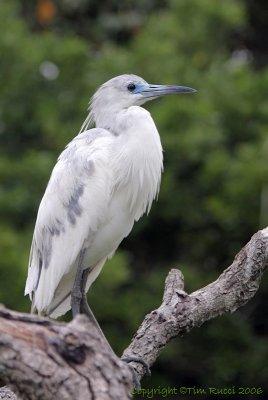 09425c - Little Blue Heron (juvenile white phase)