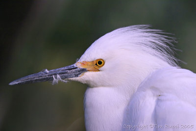 31826 - Snowy Egret